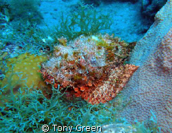 Scorpion fish on a nite dive. by Tony Green 